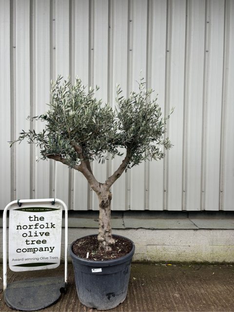 Branched Olive Tree