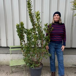 Strawberry tree