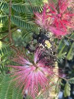 IMG_3397 Silk Tree