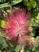 IMG_3407 Silk tree