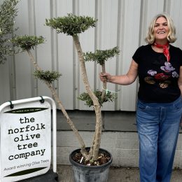 Niwaki cloud Olive Tree