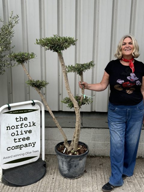 IMG_3599 Niwaki cloud Olive Tree