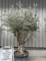 IMG_3628 Branched Olive Tree