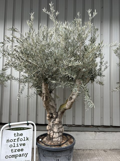 Branched Olive Tree