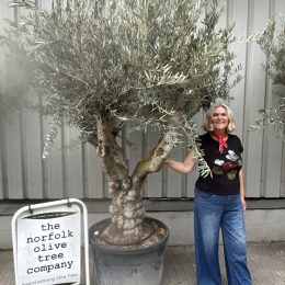 Branched Olive Tree
