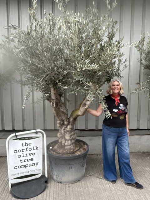 IMG_3639 Branched Olive Tree