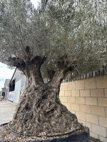 Ancient Olive Tree for Sale in the UK