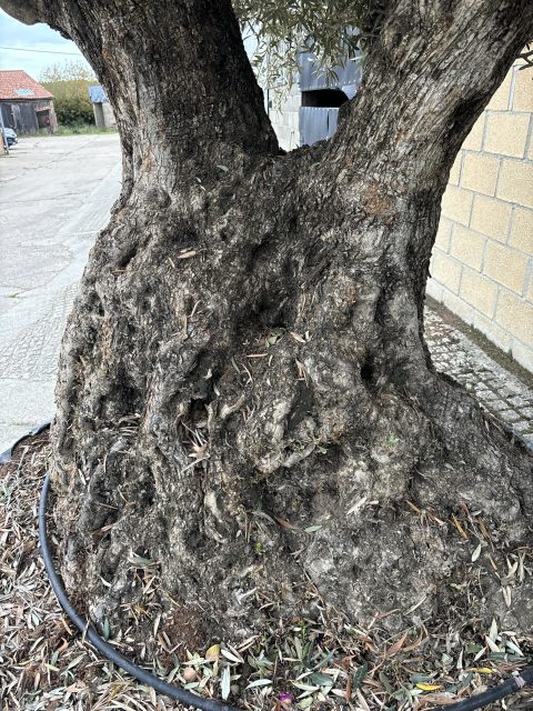 Ancient Olive Tree for Sale in the UK