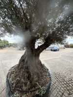 Ancient Olive Tree for Sale in the UK