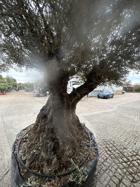 Ancient Olive Tree for Sale in the UK
