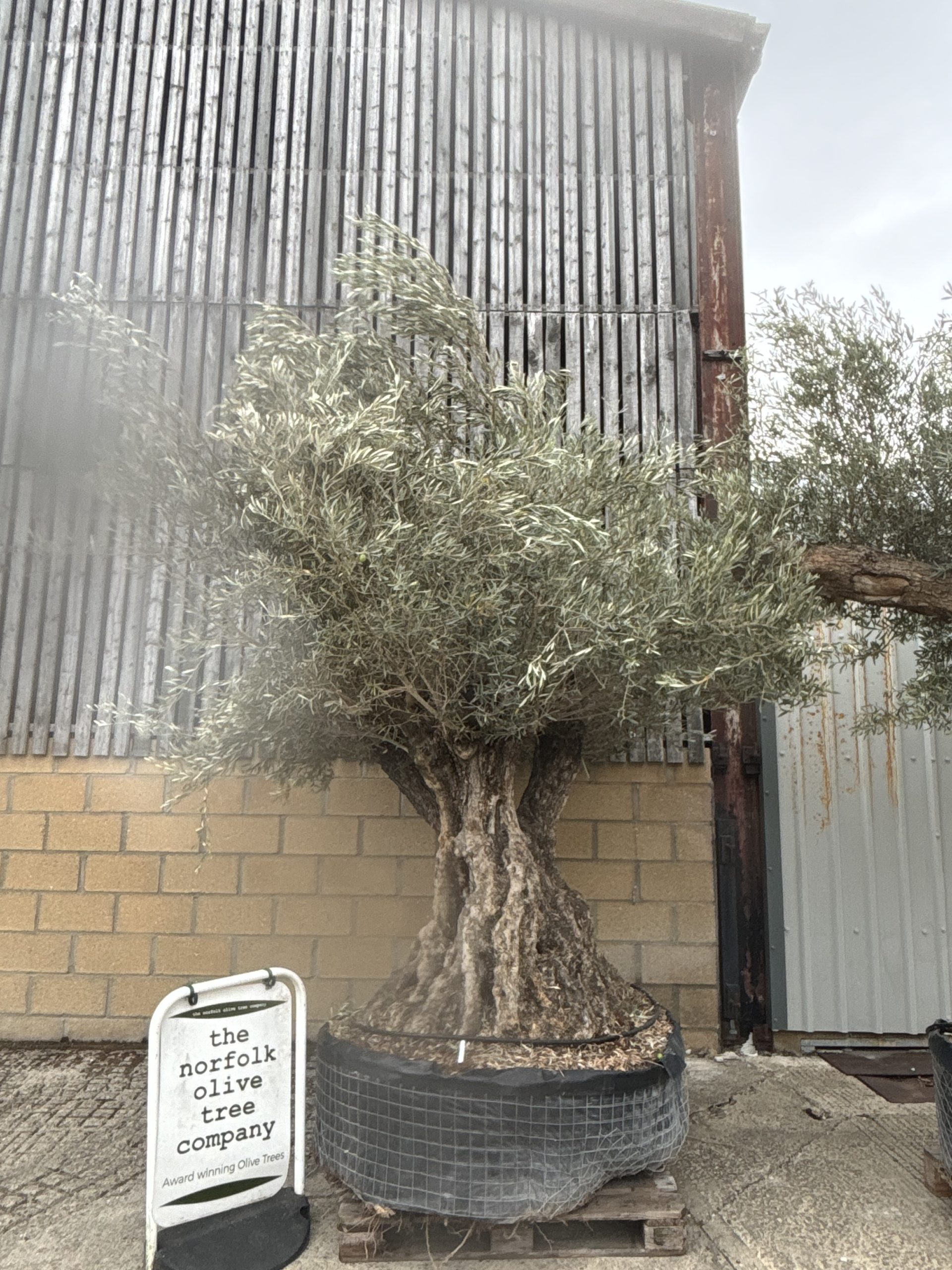 Ancient Olive Tree for Sale in the UK - The Norfolk Olive Tree Company