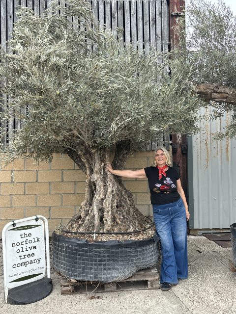 Ancient Olive Tree for Sale in the UK