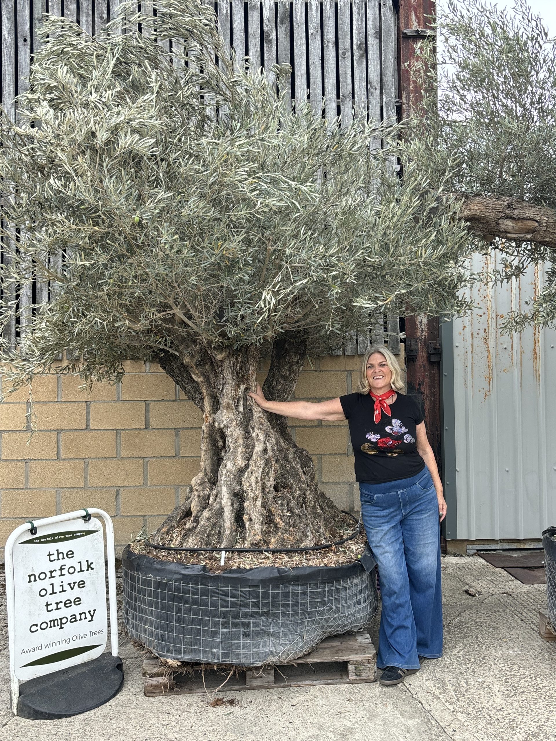 Ancient Olive Tree for Sale in the UK - The Norfolk Olive Tree Company