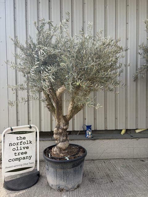 Branched Olive Tree