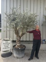 IMG_3684 Branched Olive Tree