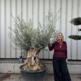 Charming gnarled Olive tree