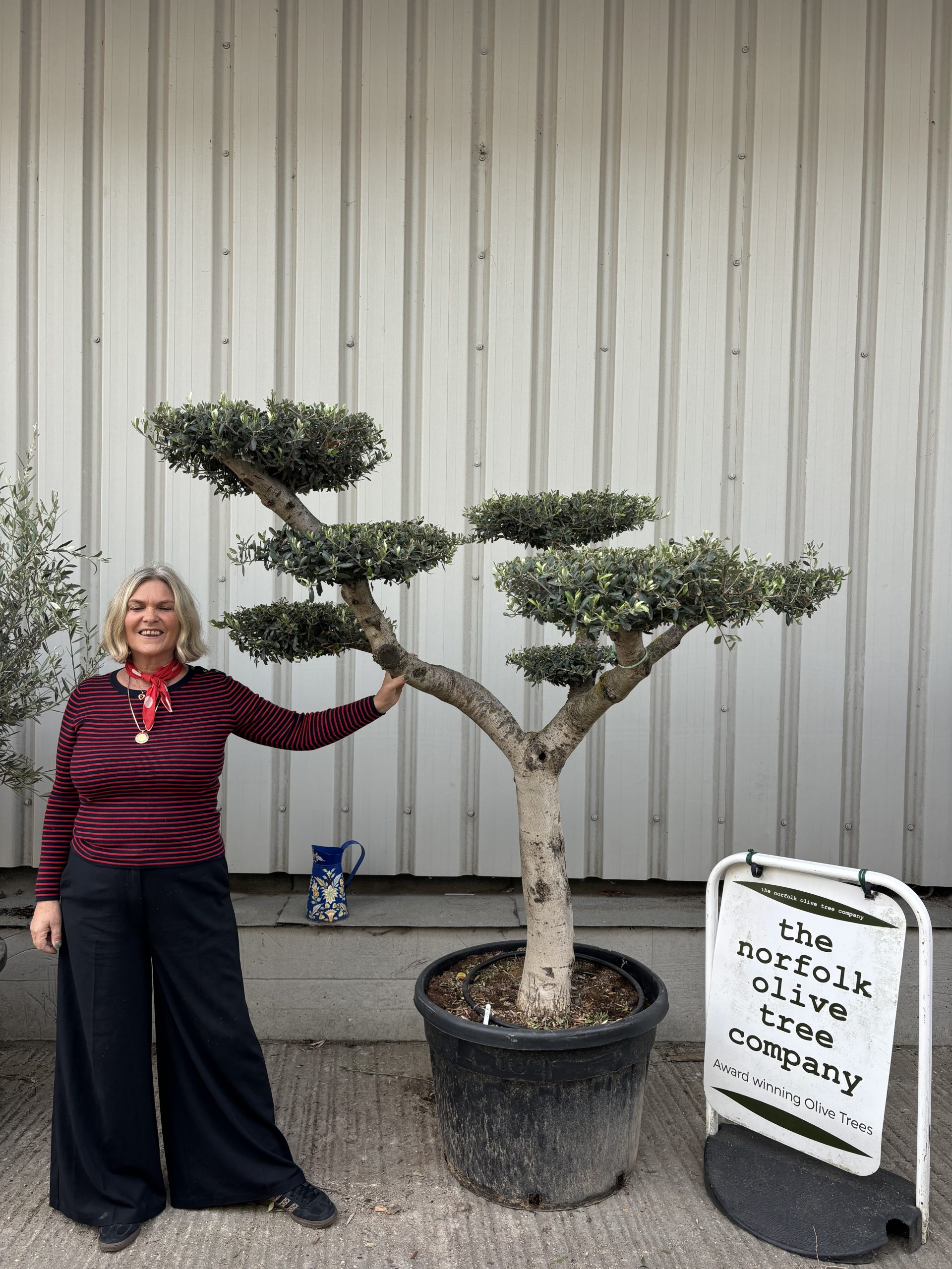 Olive Trees For sale from award winning specialists.
