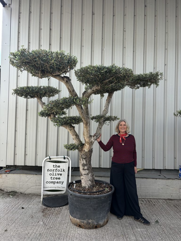 Cloud-Pruned Olive Tree