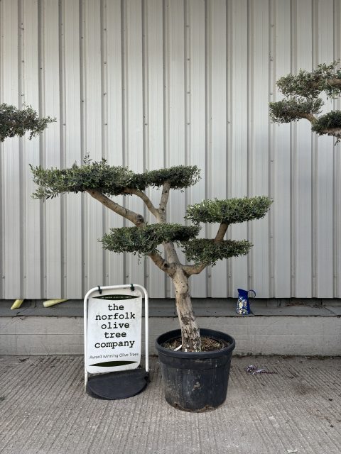 Cloud-Pruned Olive Tree