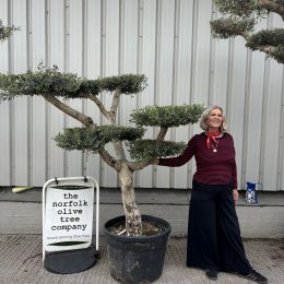 Cloud-Pruned Olive Tree | Niwaki Olive Trees for Sale UK – The Norfolk Olive Tree Company