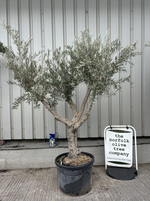 Branched Olive Tree