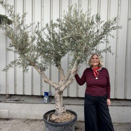 Branched Olive Tree ‘Tortuga’