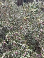 IMG_3763 Mature Tall Arbequina Olive Tree
