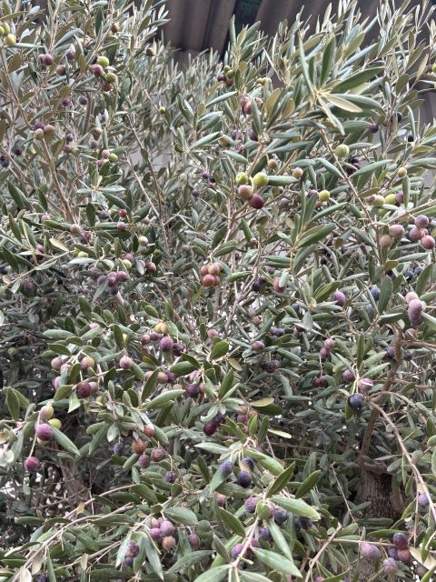 Mature Tall Arbequina Olive Tree