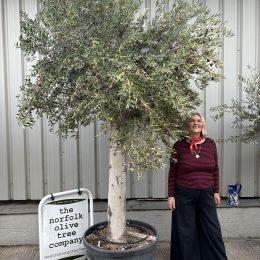 Arbequina Olive Tree – Mature Tall Fruiting Olive Tree for Sale UK