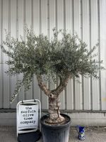 IMG_3774 Branched Olive Tre