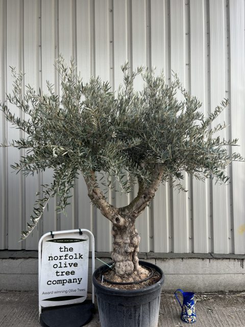 Branched Olive Tre