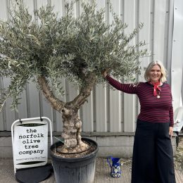 Branched Olive Tree ‘Tortuga’