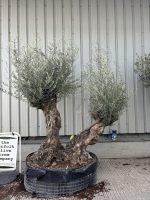 Ancient Olive Tree