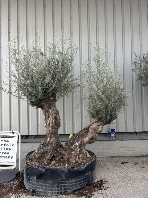 Ancient Olive Tree