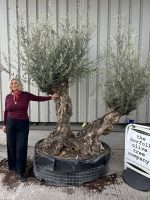Ancient Olive Tree