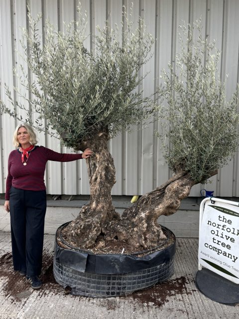 Ancient Olive Tree