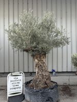 IMG_3792 Ancient Olive Tree for Sale in the UK