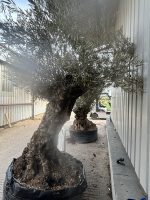 IMG_3796