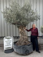 IMG_3800 Ancient Olive Tree for Sale in the UK