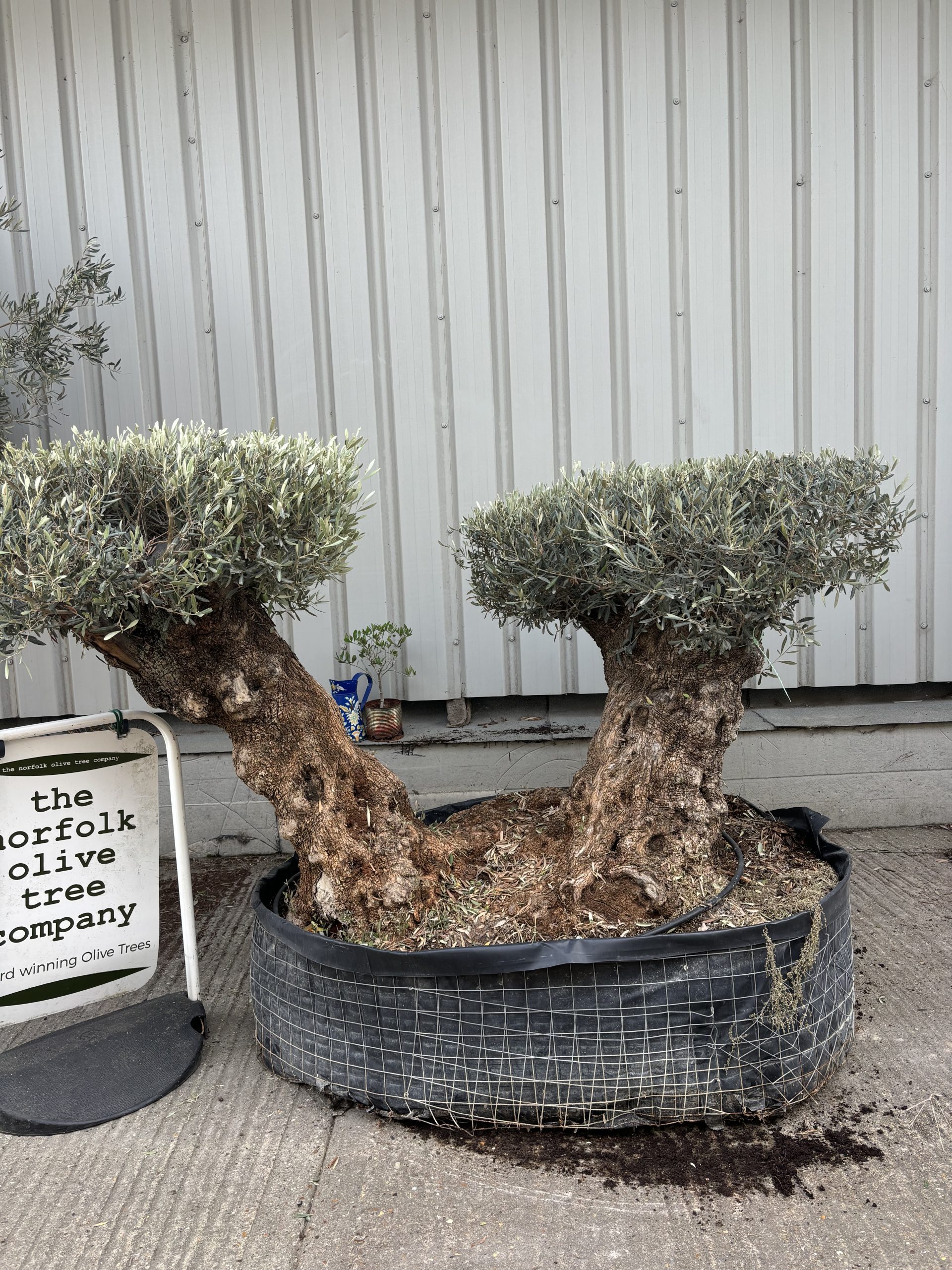 Ancient Olive Tree – Living Art from Elche - The Norfolk Olive Tree Company