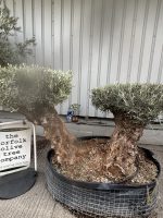 IMG_3804 Ancient Olive Tree