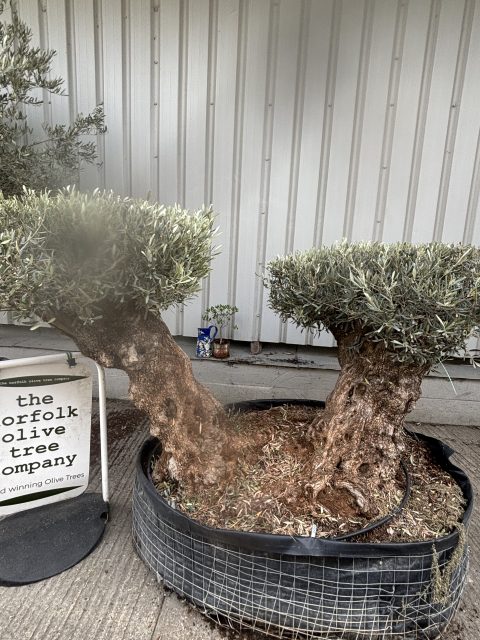 Ancient Olive Tree