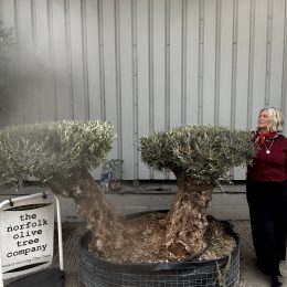 Ancient Olive Tree – Living Art from Elche