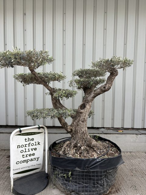 Ancient Cloud Olive Tree