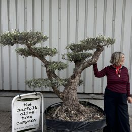 Ancient Cloud Olive Tree