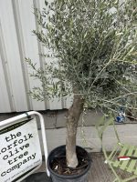 IMG_3958 Smooth Stem Olive Tree