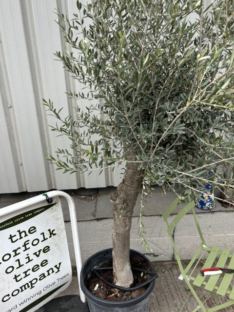 Smooth Stem Olive Tree