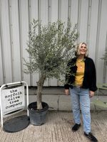 IMG_3961 Smooth Stem Olive Tree