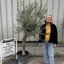 Smooth Stem Olive Tree