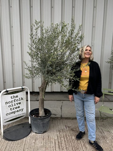 IMG_3961 Smooth Stem Olive Tree